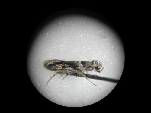 Réf. 318 975 : Recurvaria nanella